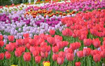 В Киеве открылась выставка тюльпанов