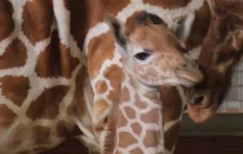 В зоопарке США показали новорожденного жирафа (видео)