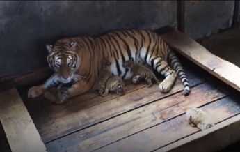 В Китае тигрица родила пять детенышей (видео)