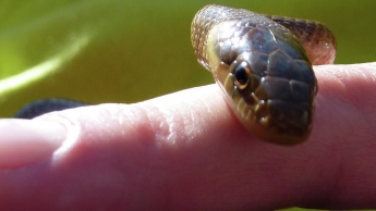 В Мелитополе женщину укусила змея: пострадавшая в реанимации, вакцины нет