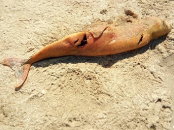 В Кирилловке на берег выбросило дельфина с ранами от винтов (фото)