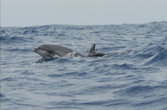 Дельфин в Бердянске подплыл близко к берегу (видео)