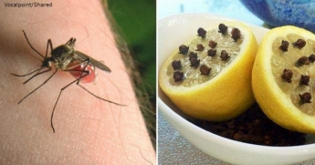 12 природных способов действительно защитить себя от комаров