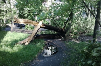 В Киевской области разбушевался ураган: сломаны десятки деревьев