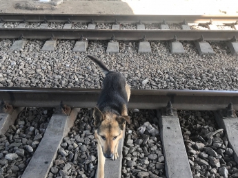 Брошенный на железной дороге пес, уже бегает по рельсам (фото)