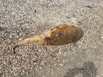 На берег Азовского моря снова выбросило мертвого дельфина (Фото)