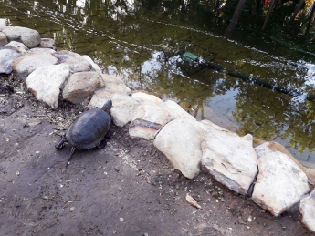 В пруд в городском парке запустили черепах и рыбок (фото)