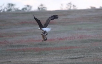 В США сняли на видео схватку орлана и лисы