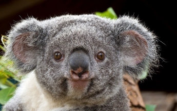 В Австралии коала нашла удочку и "решила рыбачить"