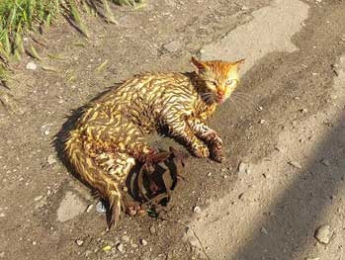 Кот, попавший в охотничий капкан, лишился лапы (фото)