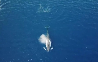 Синий кит впервые заплыл в Красное море (видео)