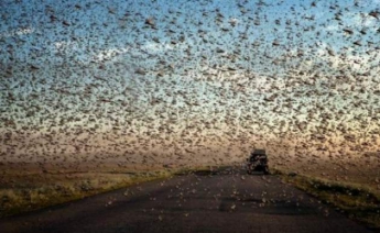 Спасайся кто может: рой насекомых терроризирует целый район Киева
