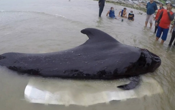 В Таиланде из-за пластиковых пакетов погиб дельфин