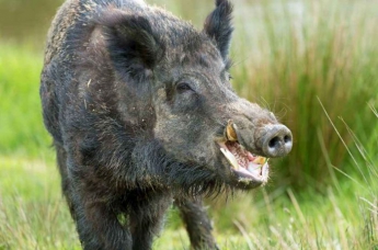 Африканская чума свиней вынуждает Данию возводить забор на границе с Германией
