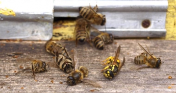Меда не будет: в Украине массово гибнут пчелы