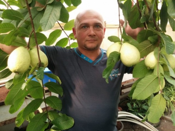 Тропический рай - в Запорожской области мужчина выращивает необычные фрукты (ФОТО)
