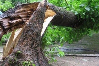 В одном из районов Запорожья упавшее дерево растрощило детскую площадку (ФОТО)