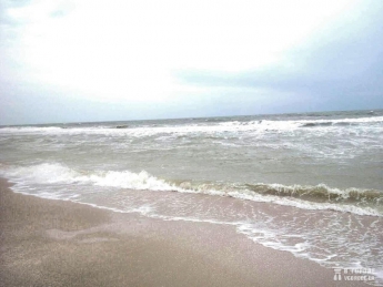 Шторм в Кирилловке вынес на берег мертвого дельфина (фото)