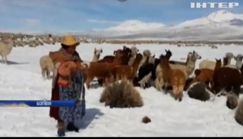 Мороз знищує лам та альпаків у Андах