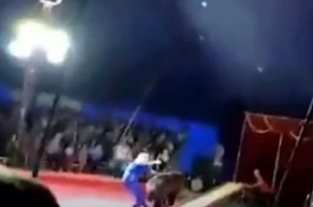 В России медведь напал на дрессировщика во время выступления в цирке. ВИДЕО
