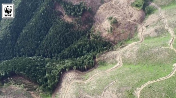 В Карпатах исчезает лес: видео с высоты птичьего полета
