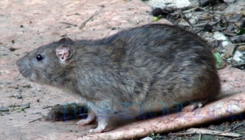 В Швеции нашествие крыс размером с кошку