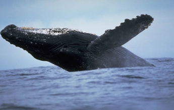 Австралиец показал редкие снимки 20-тонного кита (фото)