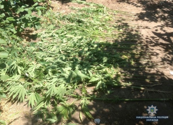В Запорожской области оперативники обнаружили кусты конопли и около 500 граммов марихуаны