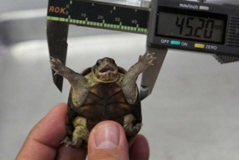 Ученые открыли новый и самый крошечный вид черепах в мире (фото)