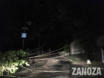 На Верхней Хортице дерево рухнуло на линию электропередач, заблокировав дорогу (Фото)