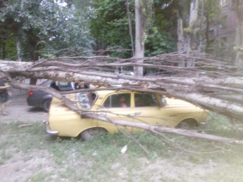 Сухе дерево у Запоріжжі впало прямо на машину - фото