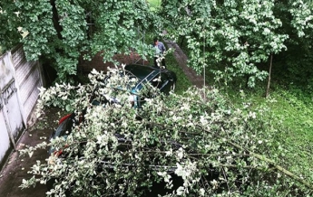 На авто украинского музыканта упало дерево