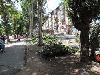 Аварийные тополя, которые пошли под снос, заменят молодыми деревьями (фото)