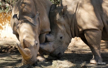 Ученые нашли способ "вернуть к жизни" белого носорога