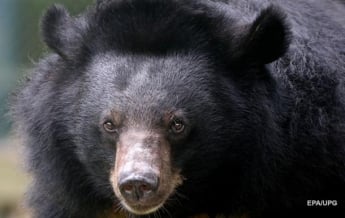 Под Житомиром спасли трех медведей (видео)
