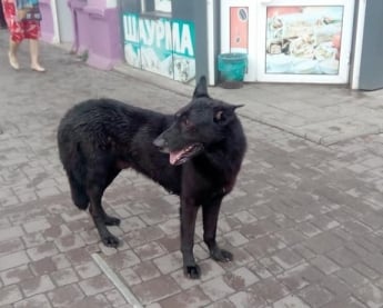 В Мелитополе пес на рынке ищет хозяина