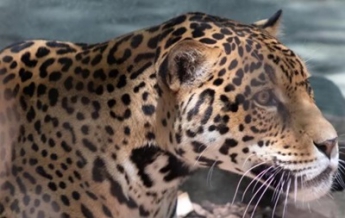 В зоопарке США ягуар загрыз шесть животных (видео)