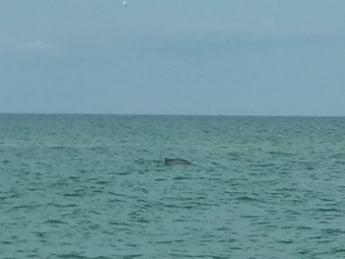 В Кирилловке к берегу подплыла стая дельфинов (видео)