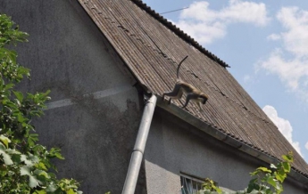 Под Одессой поселилась стая сбежавших из зоопарка обезьян (фото)