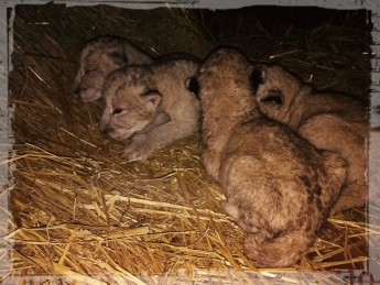 В зоопарке В Запорожской области родились малыши вымирающего вида львов (ФОТО)
