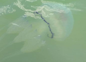 Экологи рассказали, почему Кирилловку и Арабатскую стрелку атаковали медузы