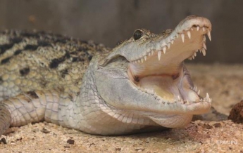Крокодил чуть не оторвал дрессировщику руку (видео)
