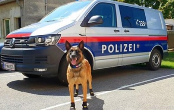 В Вене полицейским собакам выдали ботиночки