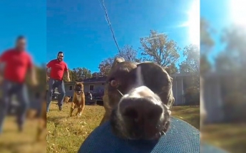 Собака украла камеру GoPro и сняла лучшую сцену погони. ВИДЕО