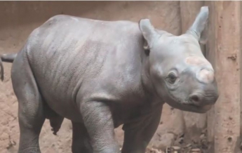Редкий черный носорог родился в Великобритании (видео)
