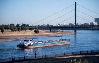 В Рейне из-за аномальной жары массово гибнет рыба