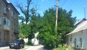 На улице Чернышевского проезжая часть перекрыта ветками деревьев (фото)