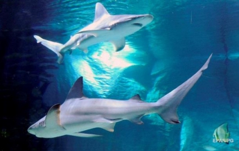 На курорте в Египте ищут акулу, убившую туриста