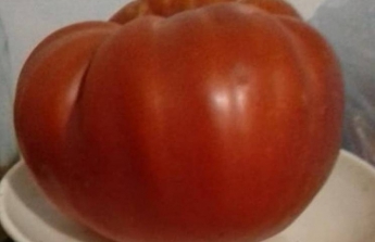 В Пологах вырастили невероятные помидоры (ФОТО)