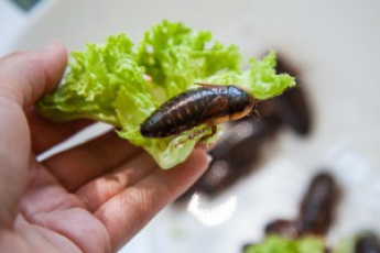 Женщина выращивает насекомых, личинки которых покупают спортсмены и подают на фестивалях еды (Фото)